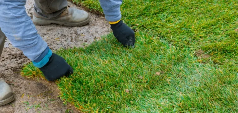 The Homeowner’s Guide to Complete Lawn Replacement: Sod vs. Seed