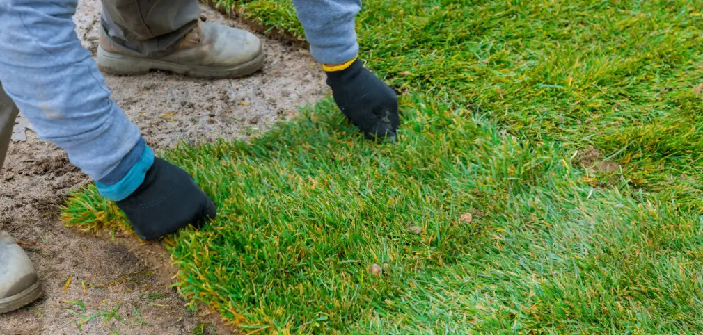 The Homeowner’s Guide to Complete Lawn Replacement: Sod vs. Seed